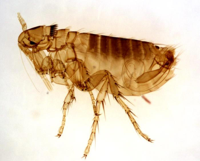 Bed Bug Specialist Long Island Bed Bug Specialist Long Island